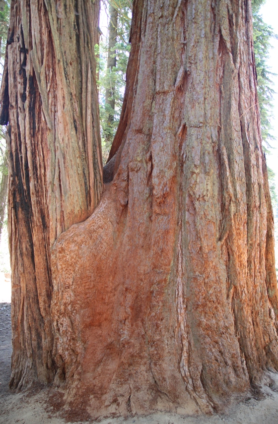 Sequoia National Forest